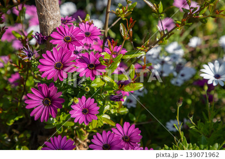 Vibrant pink and white flowers blooming in a garden, surrounded by lush green foliage and natural sunlight illuminating the scene 139071962