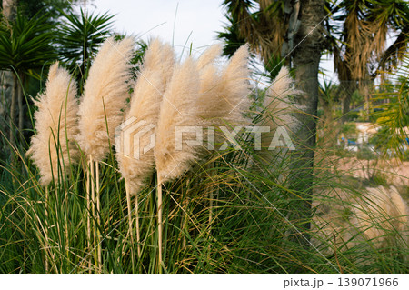 Pampas grass with fluffy plumes growing among tropical plants in a natural outdoor setting under soft sunlight Pampas grass with fluffy plumes growing among tropical plants in a natural outdoor setting under soft sunlight 139071966