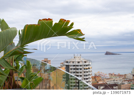 Tropical plant leaf in focus with coastal cityscape and ocean view in the background, cloudy sky above and distant island visible on the horizon 139071973