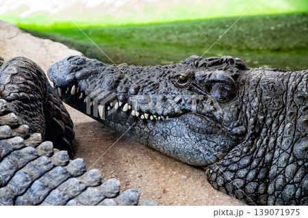 Close-up of a large crocodile resting on a sandy surface with textured skin and sharp teeth, surrounded by a greenish water backdrop 139071975