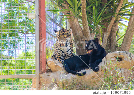 Jaguar and black panther resting together in a natural habitat enclosure surrounded by greenery and a wire fence Jaguar and black panther resting together in a natural habitat enclosure surrounded by greenery and a wire fence 139071996