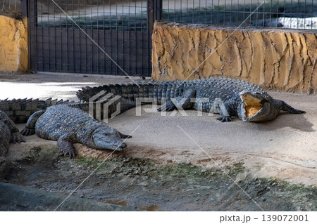 Two crocodiles resting on sandy ground inside a zoo enclosure with a textured stone wall and a metal fence in the background Two crocodiles resting on sandy ground inside a zoo enclosure with a textured stone wall and a metal fence in the background 139072001