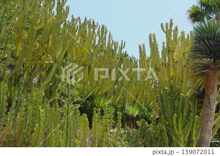 Lush desert landscape featuring tall, green cacti and various succulents under a clear blue sky in a tropical environment Lush desert landscape featuring tall, green cacti and various succulents under a clear blue sky in a tropical environment 139072011
