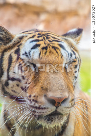 Close-up of a Bengal tiger's face with distinctive orange and black stripes, showcasing its whiskers and serene expression in a natural habitat Close-up of a Bengal tiger's face with distinctive orange and black stripes, showcasing its whiskers and serene expression in a natural habitat 139072027