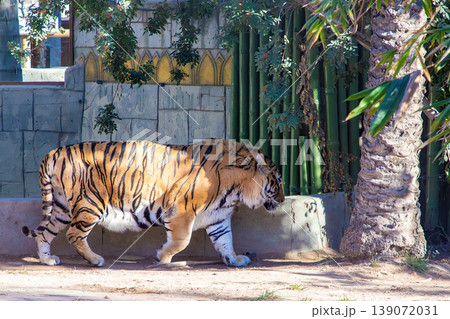 Bengal tiger walking along a stone enclosure with bamboo and palm trees in a zoo habitat setting 139072031