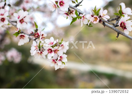Almond tree branch with delicate pink blossoms against a blurred natural background in spring season 139072032