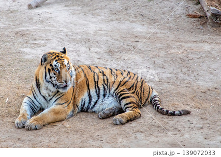 Bengal tiger resting on sandy ground with visible stripes and fur texture in a natural habitat setting 139072033