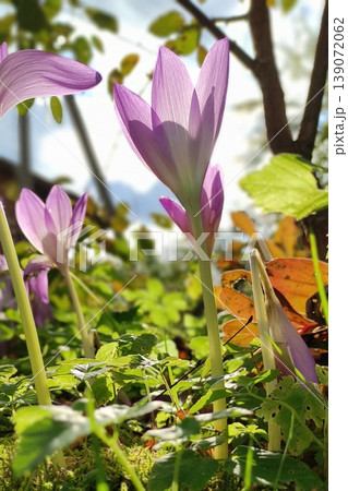 Purple flowers blooming in a lush garden with green foliage and sunlight filtering through trees, creating a vibrant natural scene 139072062