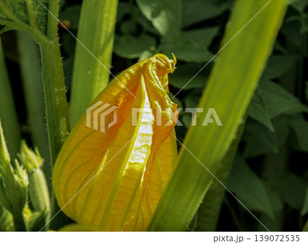Huge zucchini flower bud slightly wrapped in its sepals. Detailed macro of botanical texture with rhythmic veins and green-yellow gradient. Sculptural organic form in a garden setting Huge zucchini flower bud slightly wrapped in its sepals. Detailed macro of botanical texture with rhythmic veins and green-yellow gradient. Sculptural organic form in a garden setting 139072535