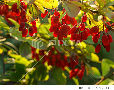 Ripe red barberry bunches in a diagonal composition. Macro shot on the lumen with translucent berries, glowing scarlet texture and light refraction. Dynamic botanical autumn scene in the sun. 139072541