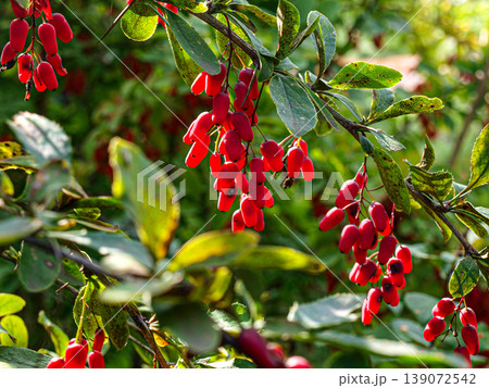 Ripe red barberry bunches in dramatic backlighting. Macro shot with rim light effect, glowing berries and vibrant scarlet texture against the sun. Radiant botanical composition with high contrast 139072542
