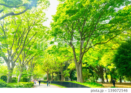 東京・初夏の代々木公園　並木 139072546