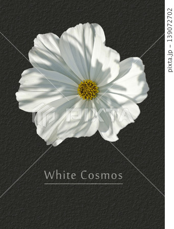 White cosmos White cosmos 139072702