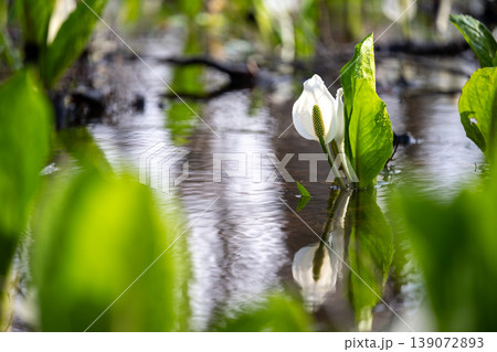 秋田・刺巻湿原のハンノキ林に広がるミズバショウ群生地 139072893