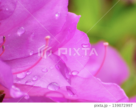 水滴が残る春の花のクローズアップ 水滴が残る春の花のクローズアップ 139072997