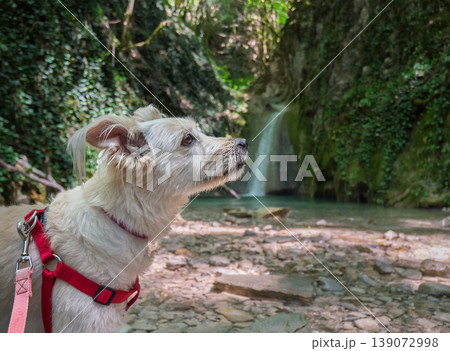 Adventurous white scruffy dog pauses during a nature hike to admire a cascading waterfall 139072998