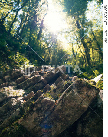 Lush green forest scenery with sunlight illuminating ancient rock layers during daytime exploration 139072999