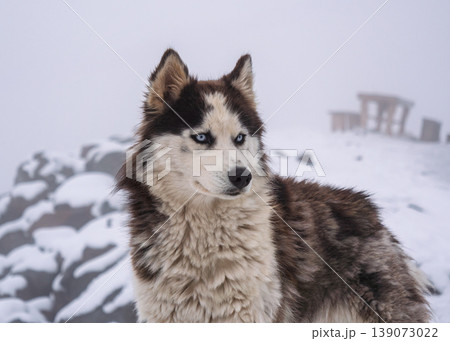 Husky with thick brown, black, and white fur and blue eyes stands alert in a snow-covered winter mountain landscape. Husky with thick brown, black, and white fur and blue eyes stands alert in a snow-covered winter mountain landscape. 139073022
