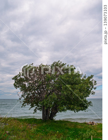 Lakeshore tree with green leaves and a multi-trunk base standing on grassy bank under cloudy sky 139073103