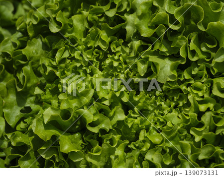 fresh lettuces at the market 139073131