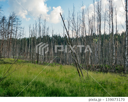 Numerous bare birch and pine trees stand in a lush green field, likely a marshland. Numerous bare birch and pine trees stand in a lush green field, likely a marshland. 139073170