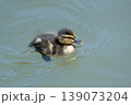 池で泳ぐマガモの雛 139073204