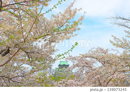 大阪府大阪市、桜と大阪城の風景 大阪府大阪市、桜と大阪城の風景 139073245