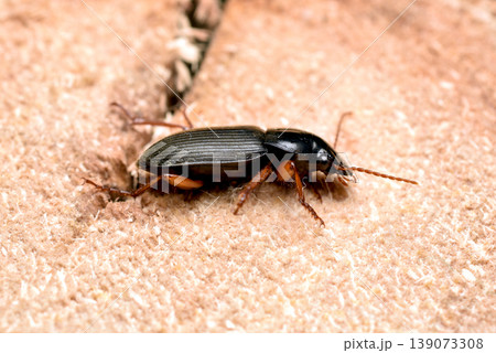 The ground beetle is known as the hairy ground beetle. The ground beetle is known as the hairy ground beetle. 139073308