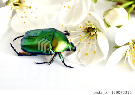 A beetle from the family of lamellar beetles, called the green bronze beetle. 139073310