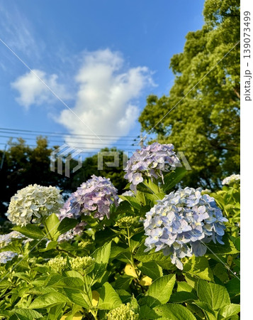 紫陽花と青空 紫陽花と青空 139073499