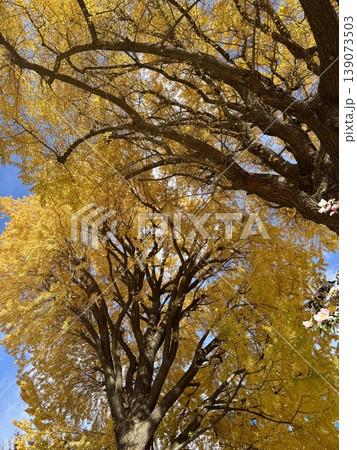 黄葉したイチョウ 黄葉したイチョウ 139073503