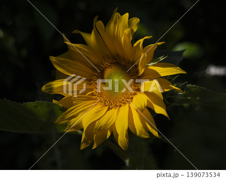 beautiful sunflower in nature beautiful sunflower in nature 139073534
