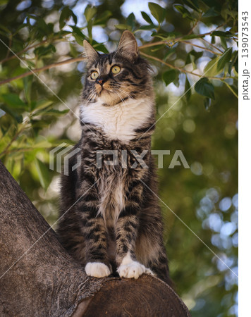 portrait of beautiful tabby cat portrait of beautiful tabby cat 139073543