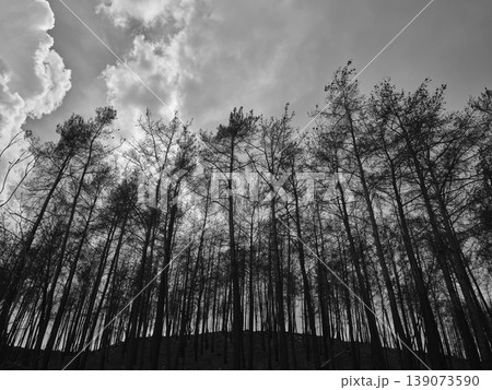 burnt trees and sky background burnt trees and sky background 139073590