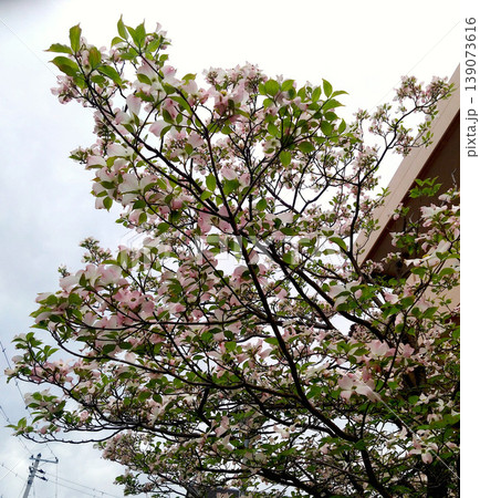 春空に広がるハナミズキの花と枝 住宅街に咲くやさしいピンクの風景 春空に広がるハナミズキの花と枝 住宅街に咲くやさしいピンクの風景 139073616