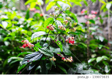 Tropical Red Flowers with Water Drops in Lush Green Garden Tropical Red Flowers with Water Drops in Lush Green Garden 139073635