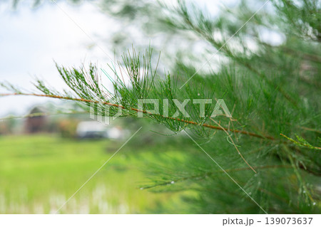 Pine Tree Branch with Water Droplets in Soft Natural Background Pine Tree Branch with Water Droplets in Soft Natural Background 139073637