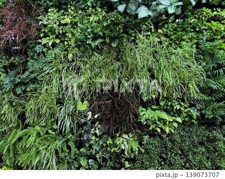 植物に覆われた壁面 139073707