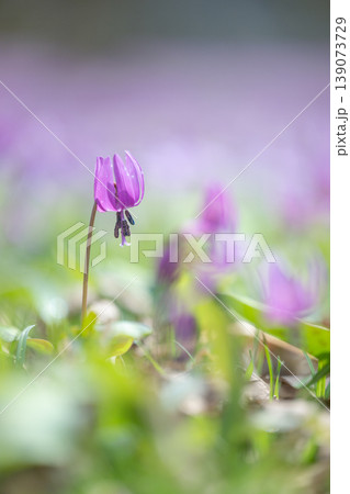 秋田・西木町の八津・鎌足カタクリ群生地　日本最大級の規模を誇る紫の絨毯とカタクリの花 139073729