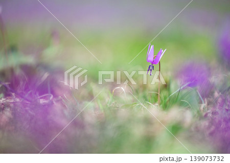 秋田・西木町の八津・鎌足カタクリ群生地　日本最大級の規模を誇る紫の絨毯とカタクリの花 139073732
