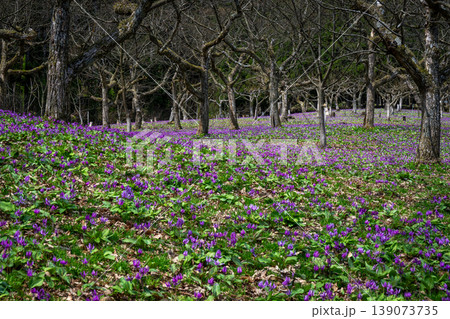 秋田・西木町の八津・鎌足カタクリ群生地　日本最大級の規模を誇る紫の絨毯とカタクリの花 139073735