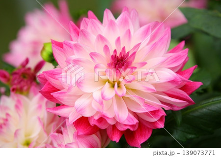 花 フラワー お花 139073771