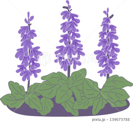 アジュガの花のイラスト 139073788