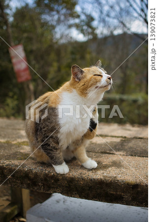 のんびり過ごしている可愛い野良の地域猫 139073821