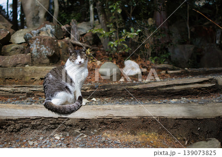 のんびり過ごしている可愛い野良の地域猫 139073825