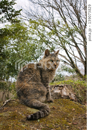 のんびり過ごしている可愛い野良の地域猫 のんびり過ごしている可愛い野良の地域猫 139073829