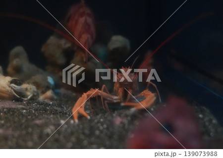 深海の岩陰に潜むアカザエビ 正面クローズアップ 139073988