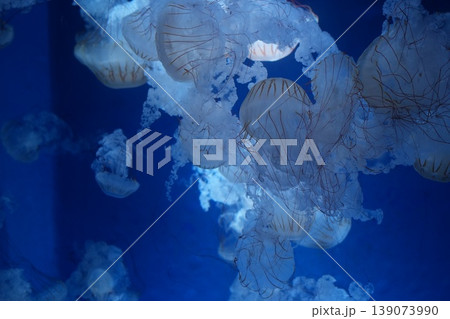 青にライトアップされたクラゲ 青にライトアップされたクラゲ 139073990