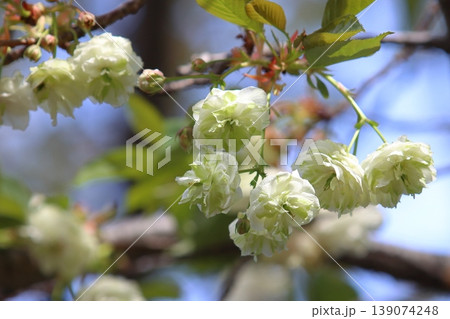 園里黄桜 緑色の花をつける桜 ソノサトキザクラ 園里黄桜 緑色の花をつける桜 ソノサトキザクラ 139074248