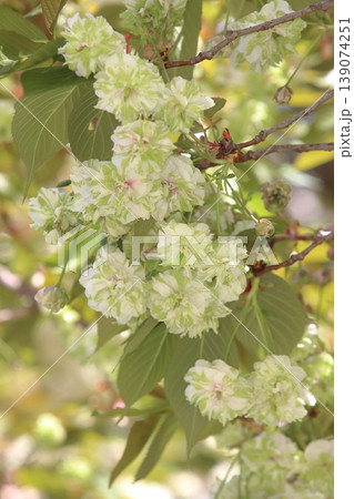 園里黄桜　緑色の花をつける桜　ソノサトキザクラ 139074251